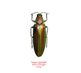 Megaloxantha purpurascens peninsulae (Malaysia)
